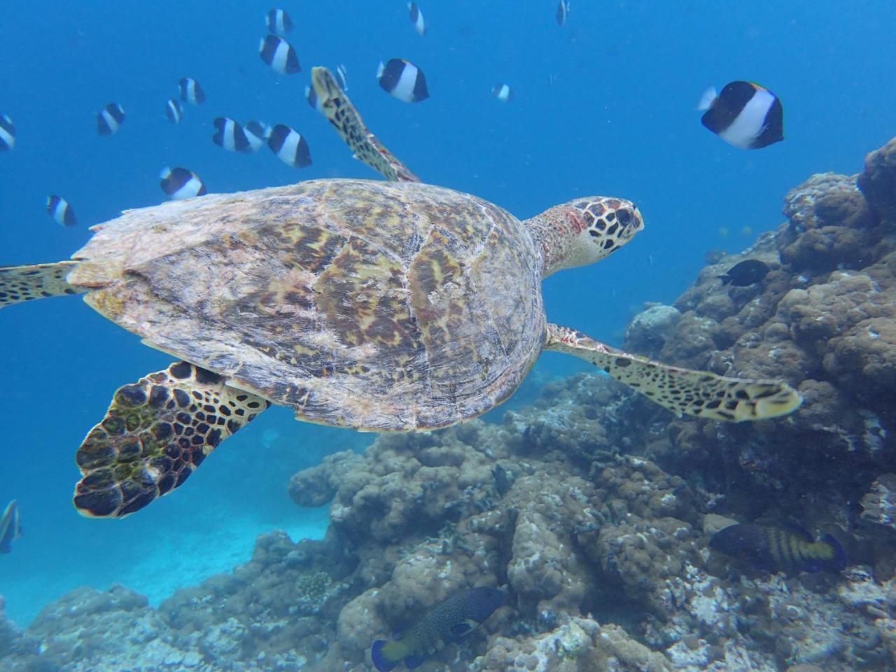 Nala Veli Beach & Spa Ukulhas エクステリア 写真